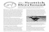 The Scottish Deerhound - images.akc.org