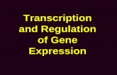 Transcription and Regulation of Gene Expression