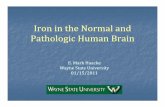 Iron in the Normal and Pathologic Human Brain
