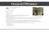 GardenWorks Red Dwarf Bearded Iris