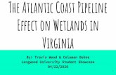 The Atlantic Coast Pipeline Effect on Wetlands in Virginia
