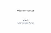 Micromycetes - vscht.cz