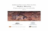 National Recovery Plan for the Plains Mouse Pseudomys ...