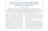 American Herring Gull in Cheshire & Wirral: new to Britain