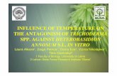 INFLUENCE OF TEMPERATURE ON THE ANTAGONISM OF …