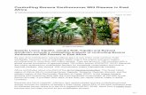 Controlling banana xanthomonas wilt disease in east Africa