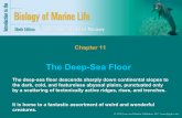 Chapter 11: The Deep-Sea Floor