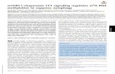 mTORC1-chaperonin CCT signaling regulates m6A RNA ...