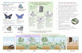 Life Cycle of the Karner Blue Karner Blue Butterfly Facts
