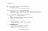 Chapter 23 The Respiratory System - online-ep.com