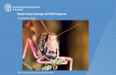 Desert locust Upsurge and FAO Response