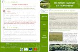 Fiche Les plantes invasives En Save Gersoise