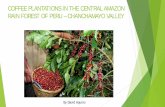 COFFEE PLANTACIONS IN CENTRAL JUNGLE OF PERU