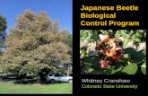 Japanese Beetle Biological Control Program
