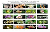 Selected Native ORCHIDS of Colombia 1 - Guides