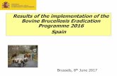 Results of the implementation of the Bovine Brucellosis ...
