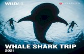WHALE SHARK TRIP - Kelleher International