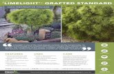 ACACIA ‘LIMELIGHT’ GRAFTED STANDARD