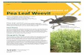 E1879 - Integrated Pest Management of the Pea Leaf Weevil ...