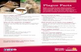 Plague Facts - Denver Public Health | Denver Public Health