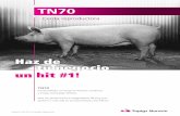 TN70 - Topigs Norsvin