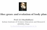 Hox genes and evolution of body plan
