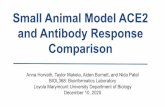 Small Animal Model ACE2 and Antibody Response Comparison