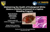 Endangered White Abalone - Marshman