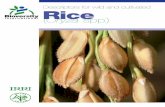 Descriptors for wild and cultivated Rice
