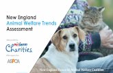 Animal Welfare Trends New England Assessment