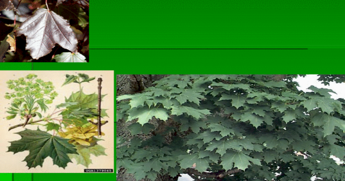 Norway Maple Acer Platanoides Norway Maple Acer Platanoides Iuml Sbquo Sect 45 Acirc Euro Trade Tall X 30 Acirc Euro Trade Wide Iuml Sbquo Sect Deciduous Iuml Sbquo Sect Helicopter Seeds Iuml Sbquo Sect Turns From Green To