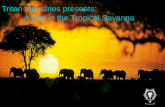 TRITON INDUSTRIES PRESENTS: A DAY IN THE TROPICAL SAVANNA.