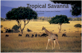 Tropical Savanna By: Chelsey Hropovich and Alyssa Cuomo Tropical Savanna By: Alyssa Cuomo and Chelsey Hropovich.