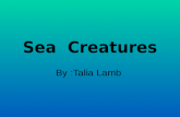 Sea  Creatures