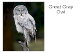 Great Gray Owl. Pygmy Owl Barred Owl Long-eared owl.