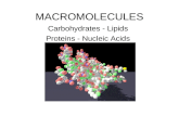 MACROMOLECULES Carbohydrates - Lipids Proteins - Nucleic Acids.