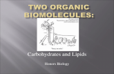 Carbohydrates and lipids
