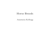Horse  Breeds