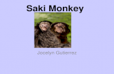 Jocelyn - Saki monkey