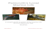 Falmouth marine life