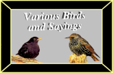 Birdsand Sayings
