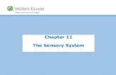 Chapter 11 The Sensory System - Amazon S3 humor kinesthesia semicircular canal ... Pop Quiz Answer 11.2 The middle, pigmented layer of the eye is the: A) Sclera B) Conjunctiva C) Retina
