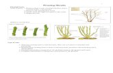 Pruning basics - Winter ??Although pruning can be done anytime during dormancy (late fall - early spring when temperatures ... Cornus (Dogwood) Shrub Pagoda dogwood Shrub-tree form