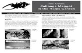 Insect Answers: Cabbage Maggot in the Home .Insect Answers: Cabbage Maggot in the Home Garden WASHINGTON