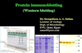 Protein immunoblotting - Assiut ... · 2015-02-24 · Protein immunoblotting (Western blotting) Dr.