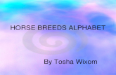 HORSE BREEDS ALPHABET By Tosha Wixom. ARABIAN HORSE  The Arabian Horse originated on the Arabian Peninsula  It’s head shape & high tail carriage is.