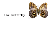 Owl butterfly1