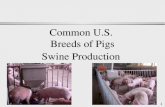 1 Common U.S. Breeds of Pigs Swine Production. 2 Breeds of Pigs l White-line breeds and crosses -- Traditionally maternal breeds l Dark-colored breeds.