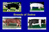 Breeds of Swine. Foundation Developed from the Eurasian Wild Boar Domesticated about 9000 years ago Not used in nomadic tribes