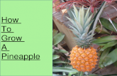 How To Grow A Pineapple. Step 1: Buy a mature fresh pineapple.